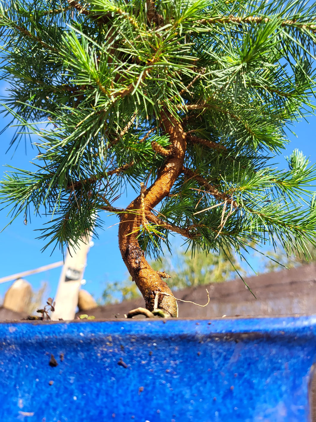 Pinus halepensis 9 años