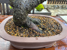Cargar imagen en el visor de la galería, Bonsái Ciruelo (Prunus Domestica)
