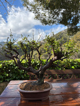 Cargar imagen en el visor de la galería, Bonsái Ciruelo (Prunus Domestica)
