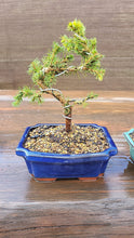 Cargar imagen en el visor de la galería, Pre bonsía Picea Glauca
