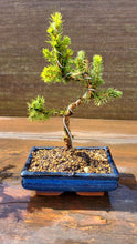Cargar imagen en el visor de la galería, Picea Glauca pre Bonsái
