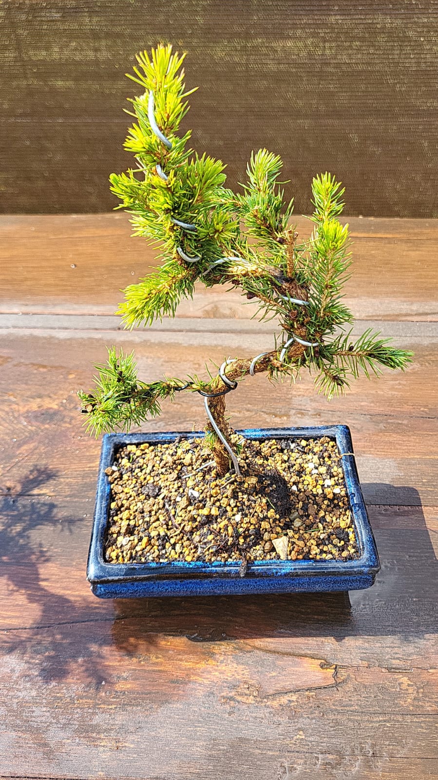 Picea Glauca pre Bonsái