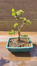 Cargar imagen en el visor de la galería, Pre bonsái Picea Glauca
