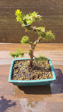 Cargar imagen en el visor de la galería, Pre bonsái Picea Glauca
