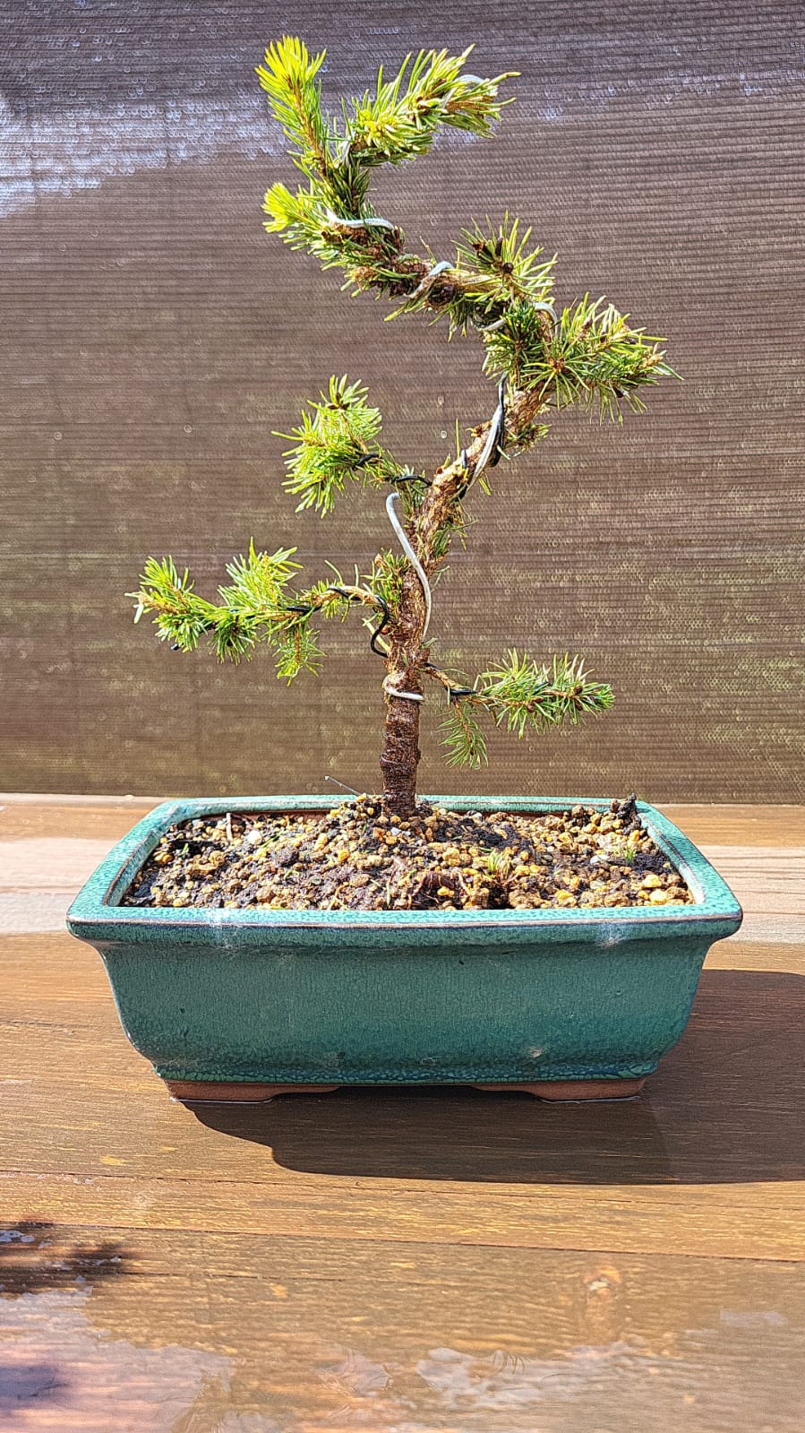 Pre bonsái Picea Glauca