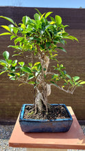 Cargar imagen en el visor de la galería, Bonsái Ficus retusa 10 años
