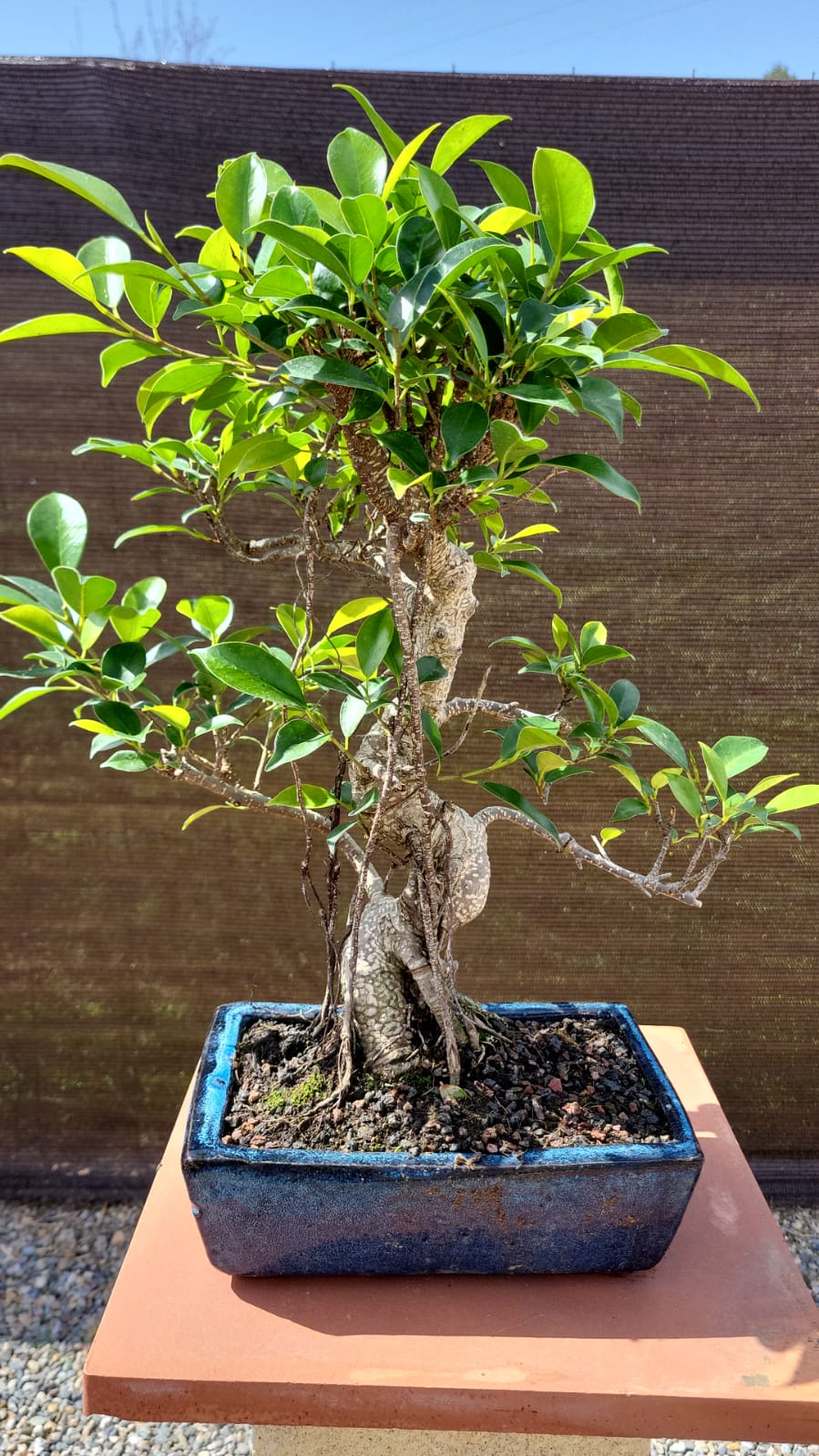 Bonsái Ficus retusa 10 años