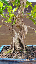Cargar imagen en el visor de la galería, Bonsái Ficus retusa 10 años
