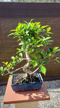 Cargar imagen en el visor de la galería, Bonsái Ficus retusa 10 años
