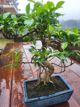 Cargar imagen en el visor de la galería, Bonsái Ficus retusa 10 años
