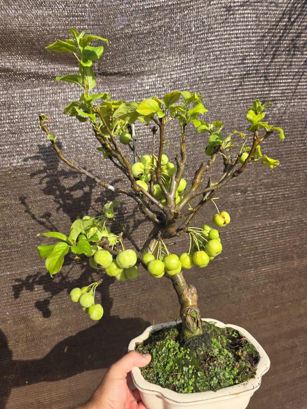 Manzano 10 años (Malus)