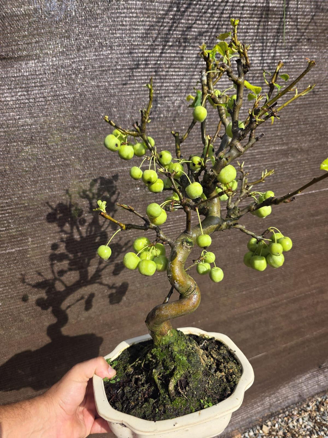Manzano 10 años (Malus)
