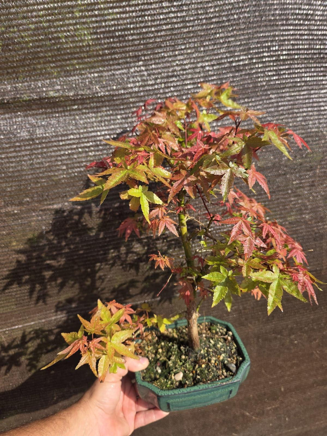 Bonsái Acer Palmatum Deshojo 10 años