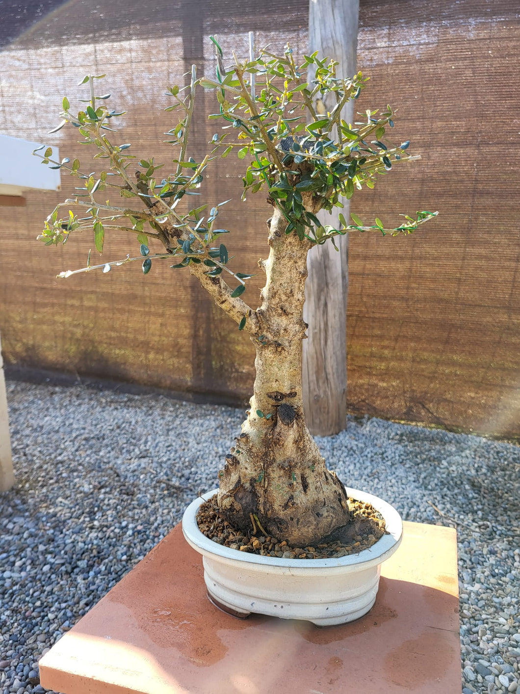 Bonsái Olea Europaea Sylvestris 12 años