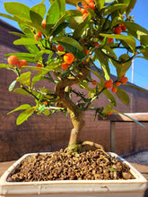 Cargar imagen en el visor de la galería, Bonsái Citrus Kinzu 10 años (Naranjo)
