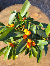 Cargar imagen en el visor de la galería, Bonsái Citrus Kinzu 10 años (Naranjo)

