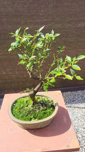 Cargar imagen en el visor de la galería, Bonsái Naranjo  (Citrus Myrtifolia)
