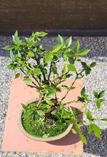 Cargar imagen en el visor de la galería, Bonsái Naranjo  (Citrus Myrtifolia)
