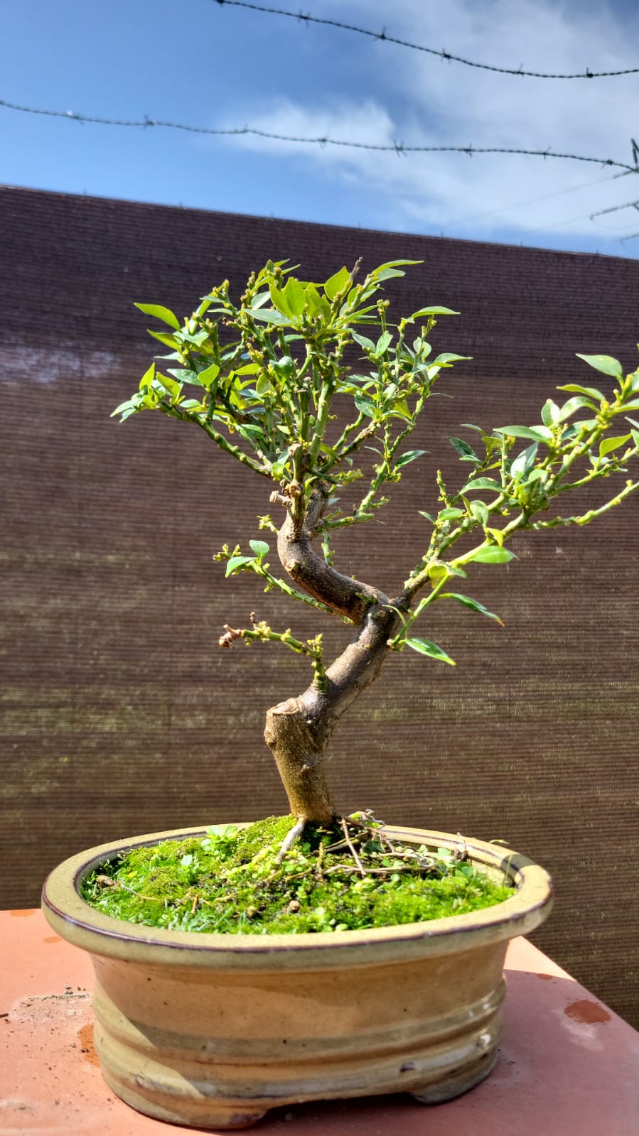 Bonsái Naranjo  (Citrus Myrtifolia)
