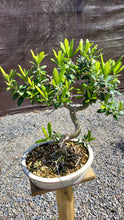 Cargar imagen en el visor de la galería, Bonsai Olivo
