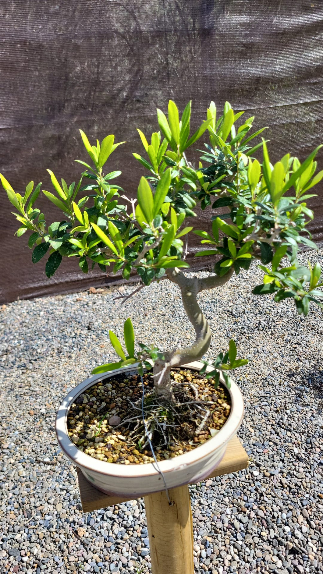 Bonsai Olivo