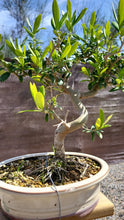 Cargar imagen en el visor de la galería, Bonsai Olivo
