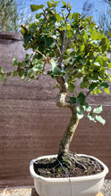 Cargar imagen en el visor de la galería, Quercus suber - alcornoque mediterráneo
