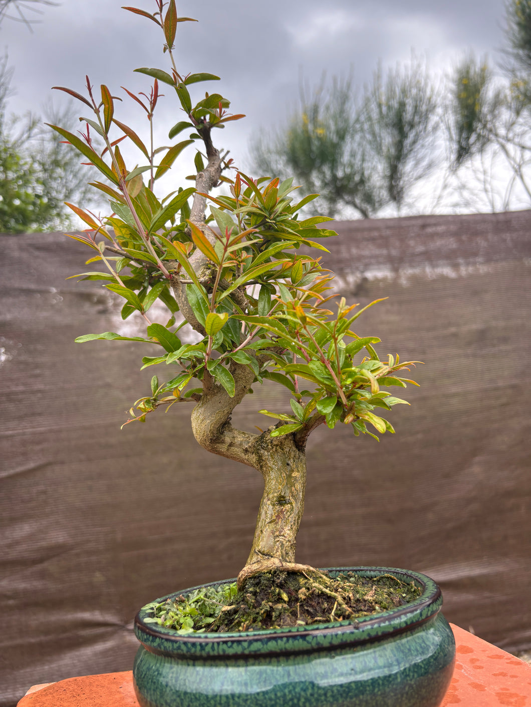 Punica Granatum Nejikan - Granado 10 años.