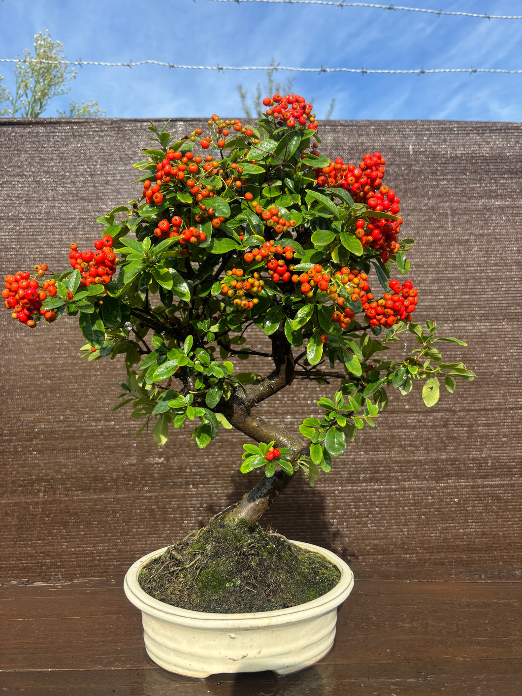 Bonsái Pyracantha 10 años