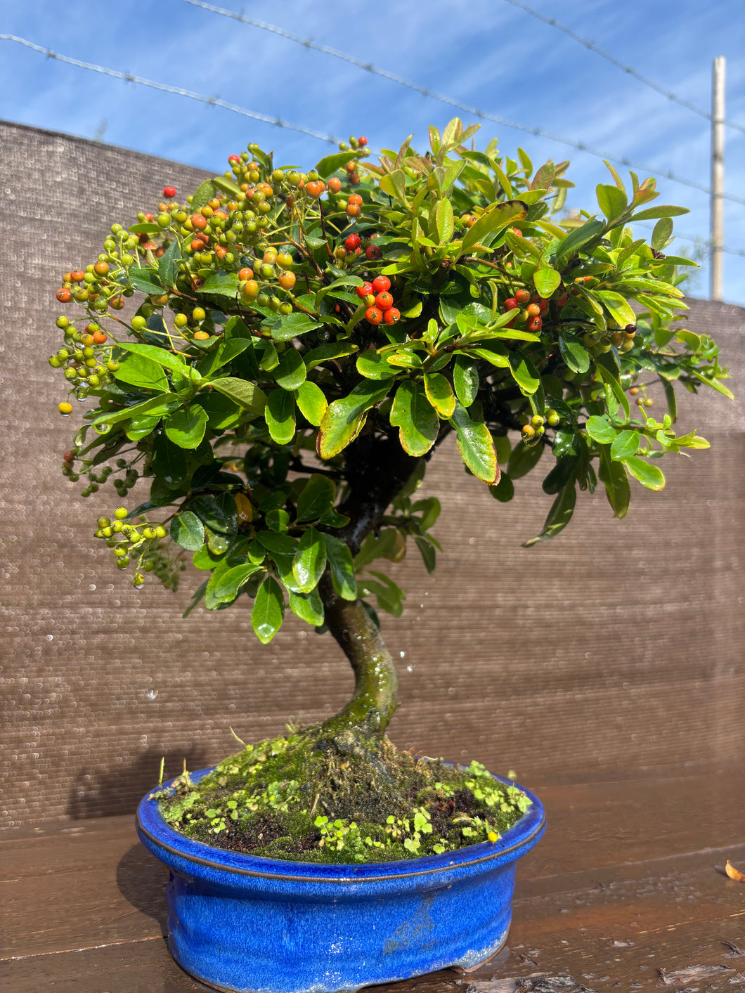 Bonsái Pyracantha 10 años
