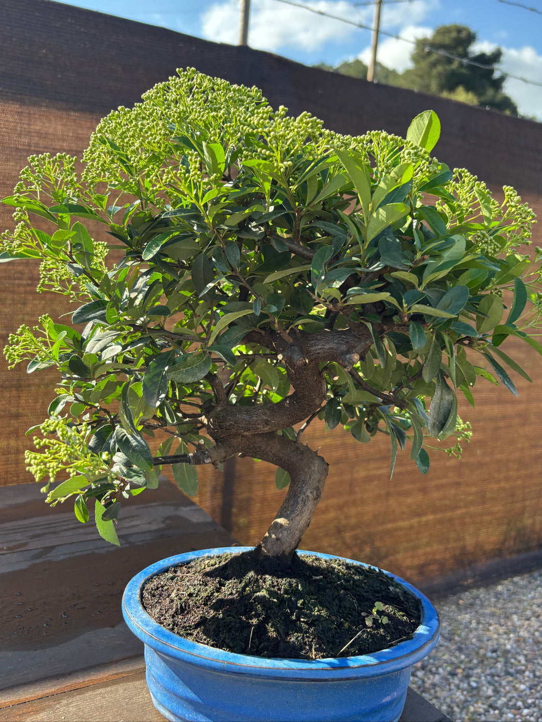 Bonsái Pyracantha 10 años