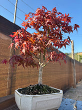 Cargar imagen en el visor de la galería, Bonsái Acer Palmatum Deshojo 10 años
