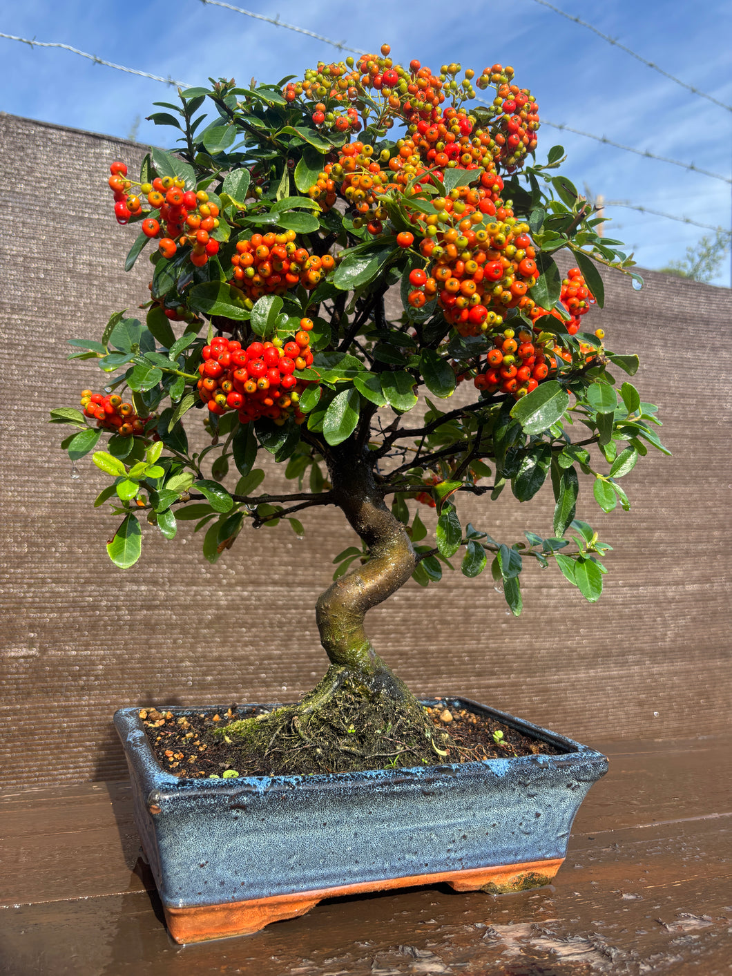 Bonsái Pyracantha 10 años