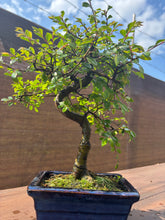 Cargar imagen en el visor de la galería, Bonsái Zelkova 6 años (Olmo Chino)
