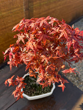 Cargar imagen en el visor de la galería, Bonsái Acer Palmatum Deshojo 10 años
