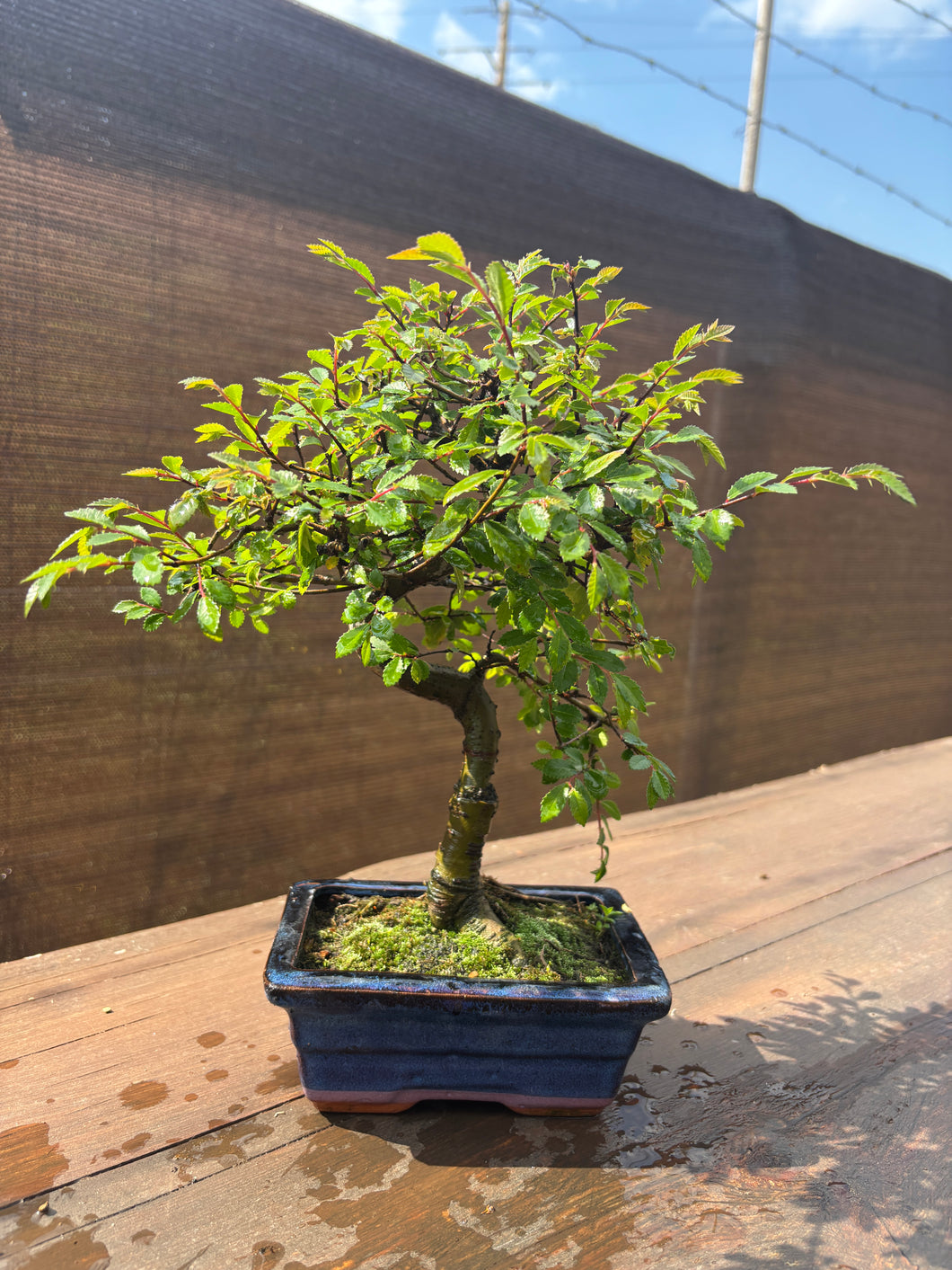 Bonsái Zelkova 6 años (Olmo Chino)