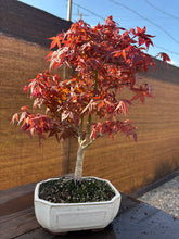 Cargar imagen en el visor de la galería, Bonsái Acer Palmatum Deshojo 10 años
