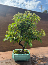 Cargar imagen en el visor de la galería, Bonsái Pyracantha

