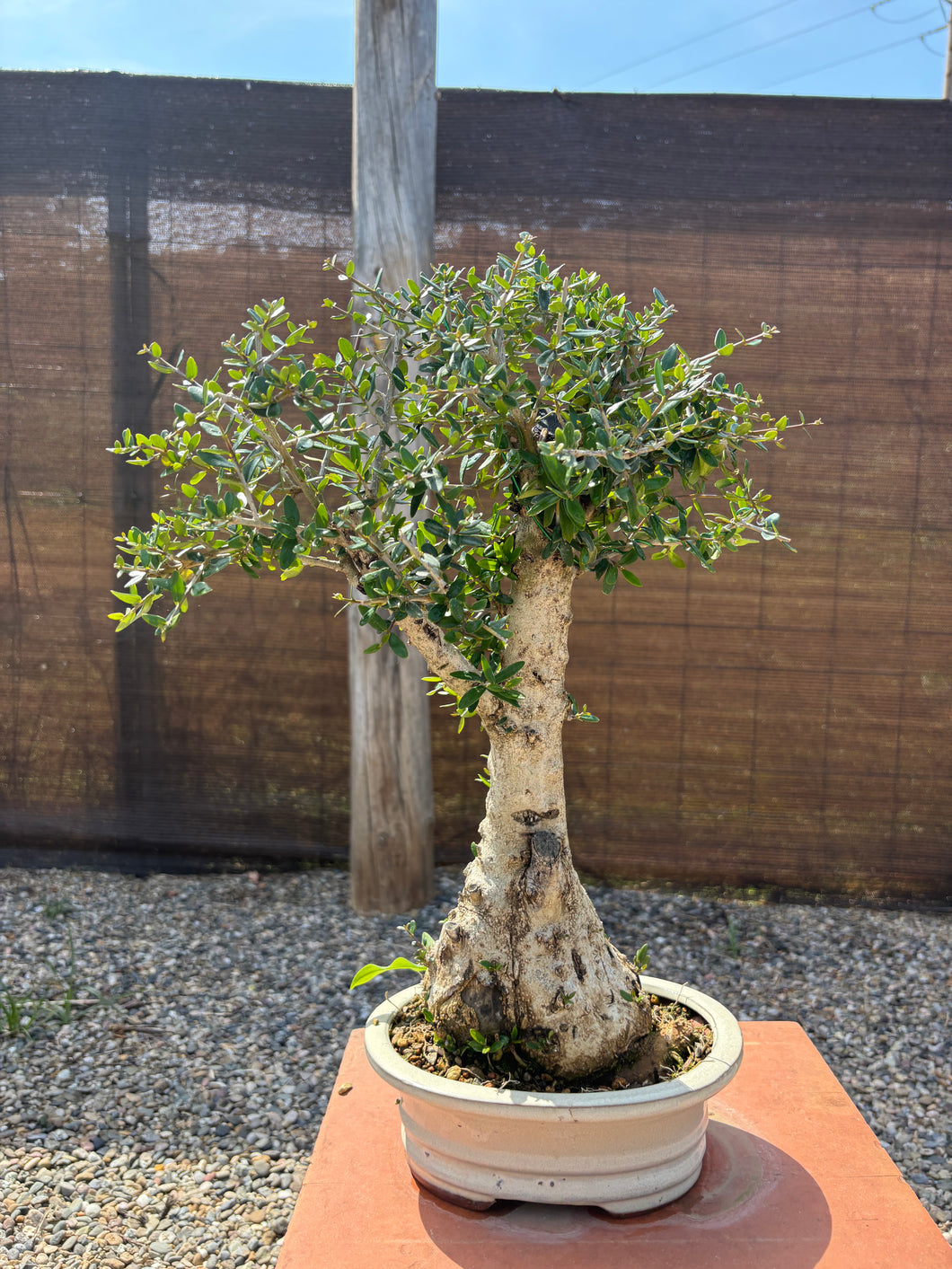 Bonsái Olea Europaea Sylvestris