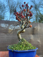 Cargar imagen en el visor de la galería, Bonsái Manzano 10 años
