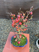 Cargar imagen en el visor de la galería, Bonsái Manzano 10 años
