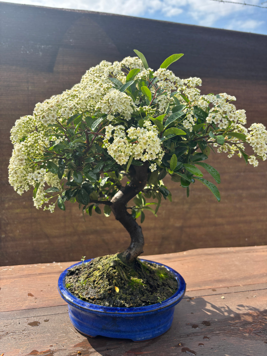 Bonsái Pyracantha 10 años