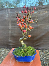 Cargar imagen en el visor de la galería, Bonsái Manzano 10 años

