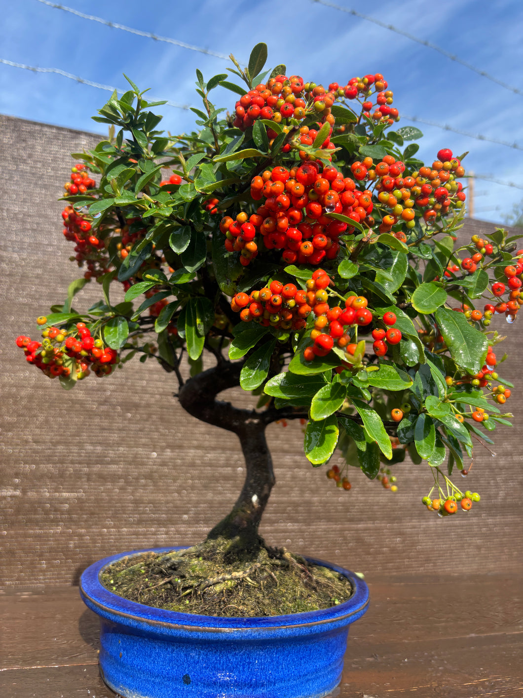 Bonsái Pyracantha 10 años
