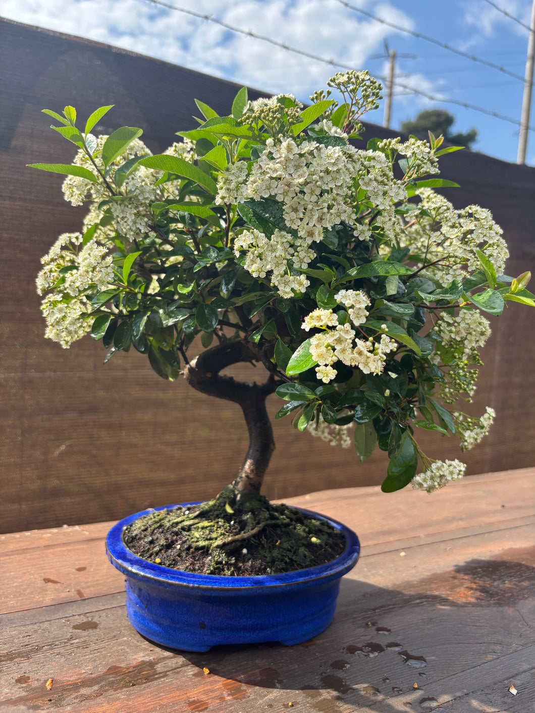 Bonsái Pyracantha 10 años