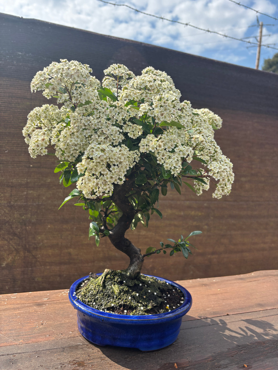 Bonsái Pyracantha 10 años