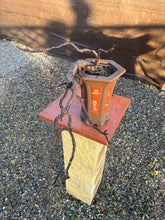 Cargar imagen en el visor de la galería, Higuera en semi cascada (ficus carica)
