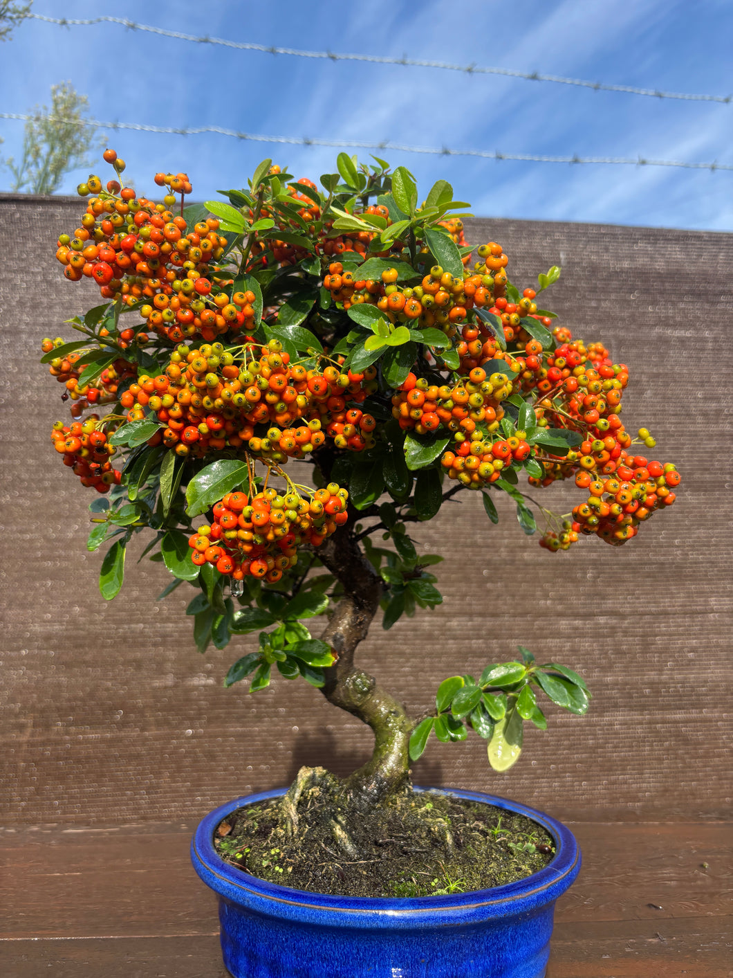 Bonsái Pyracantha 10 años