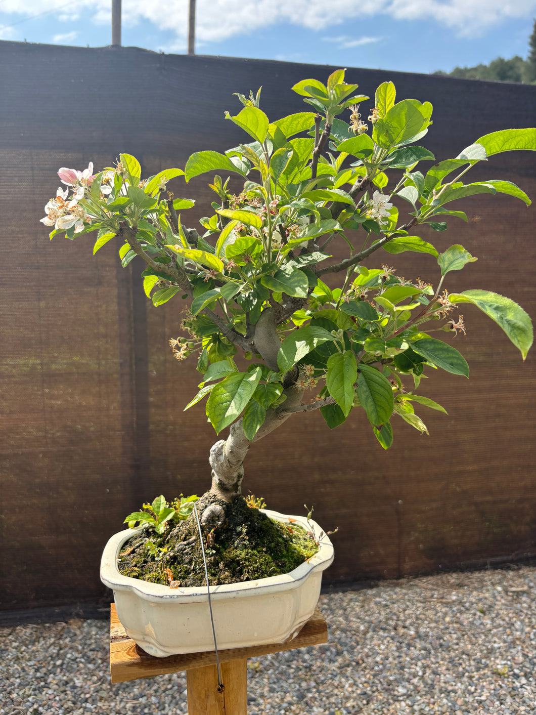 Manzano 10 años (Malus)