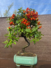 Cargar imagen en el visor de la galería, Bonsái Pyracantha
